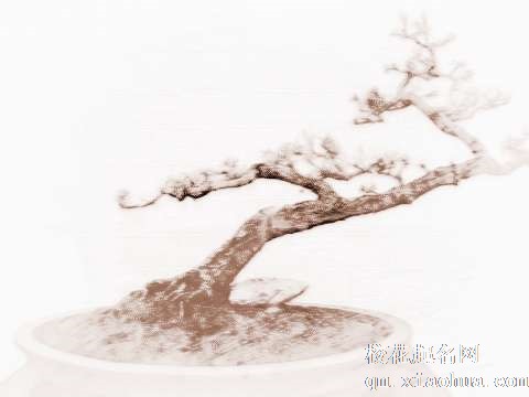 梦见修剪盆景　周公解梦之梦到修剪盆景
