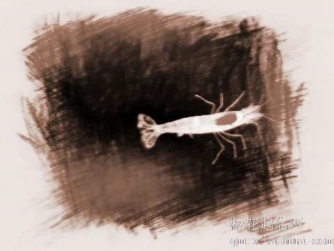 梦见透明的虾　周公解梦之梦到透明的虾