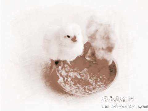 梦见小鸡吃饭　周公解梦之梦到小鸡吃饭