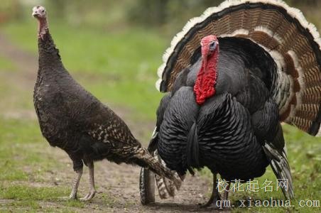 梦见火鸡周公解梦，梦见火鸡是什么意思？
