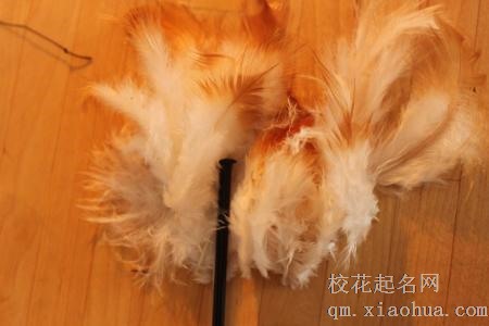 梦见鸡毛周公解梦，梦见鸡毛是什么意思？