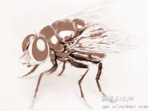 梦见巨大苍蝇　周公解梦之梦到巨大苍蝇