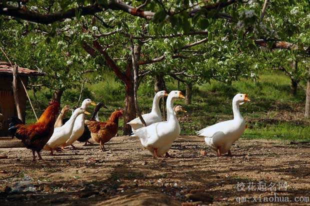 梦见鸡鸭鹅周公解梦，梦见鸡鸭鹅是什么意思？