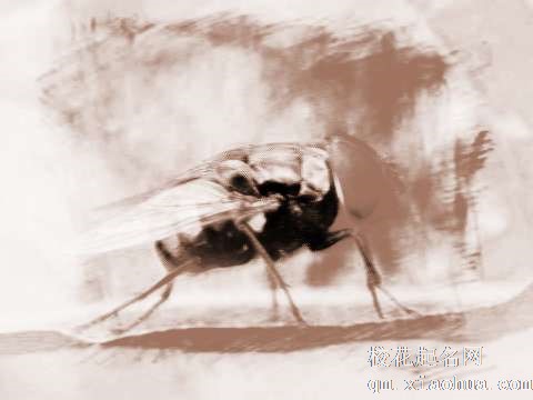 梦见黑色苍蝇　周公解梦之梦到黑色苍蝇