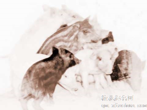 梦见一群母猪　周公解梦之梦到一群母猪