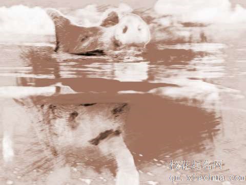梦见小猪游泳　周公解梦之梦到小猪游泳