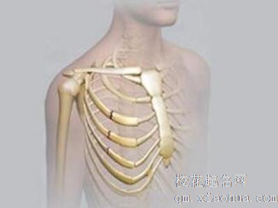 梦见肋骨周公解梦，梦见肋骨是什么意思？