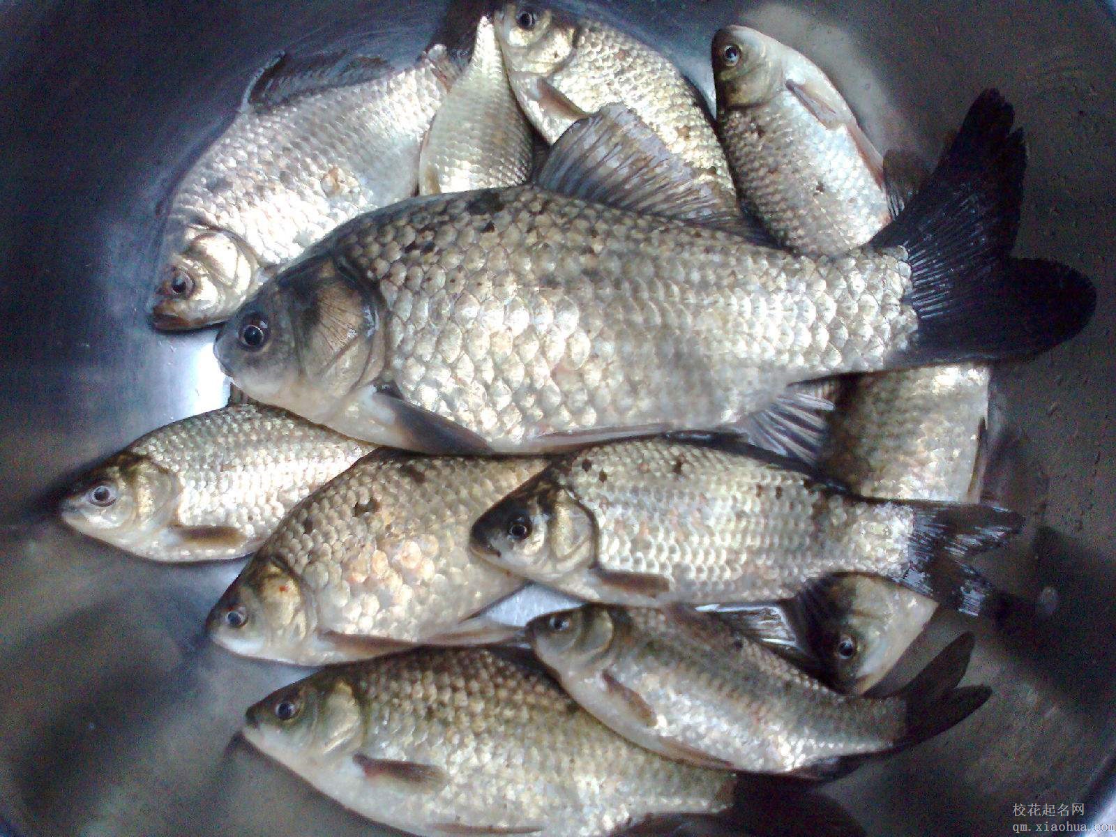 梦见鲫鱼周公解梦，梦见鲫鱼是什么意思？