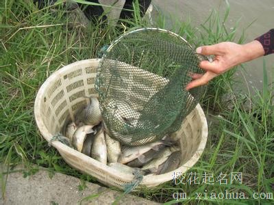 梦见鲫鱼 捉鲫鱼周公解梦，梦见鲫鱼 捉鲫鱼是什么意思？