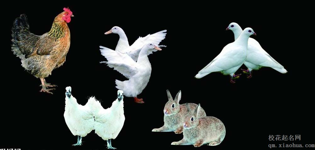 梦见家禽 自己养的动物周公解梦，梦见家禽 自己养的动物是什么意