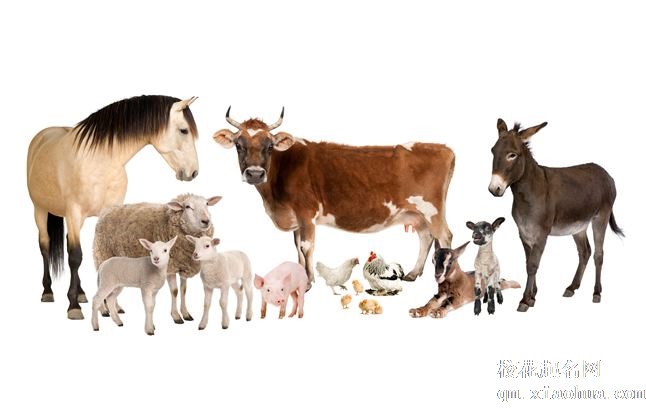 梦见家畜周公解梦，梦见家畜是什么意思？