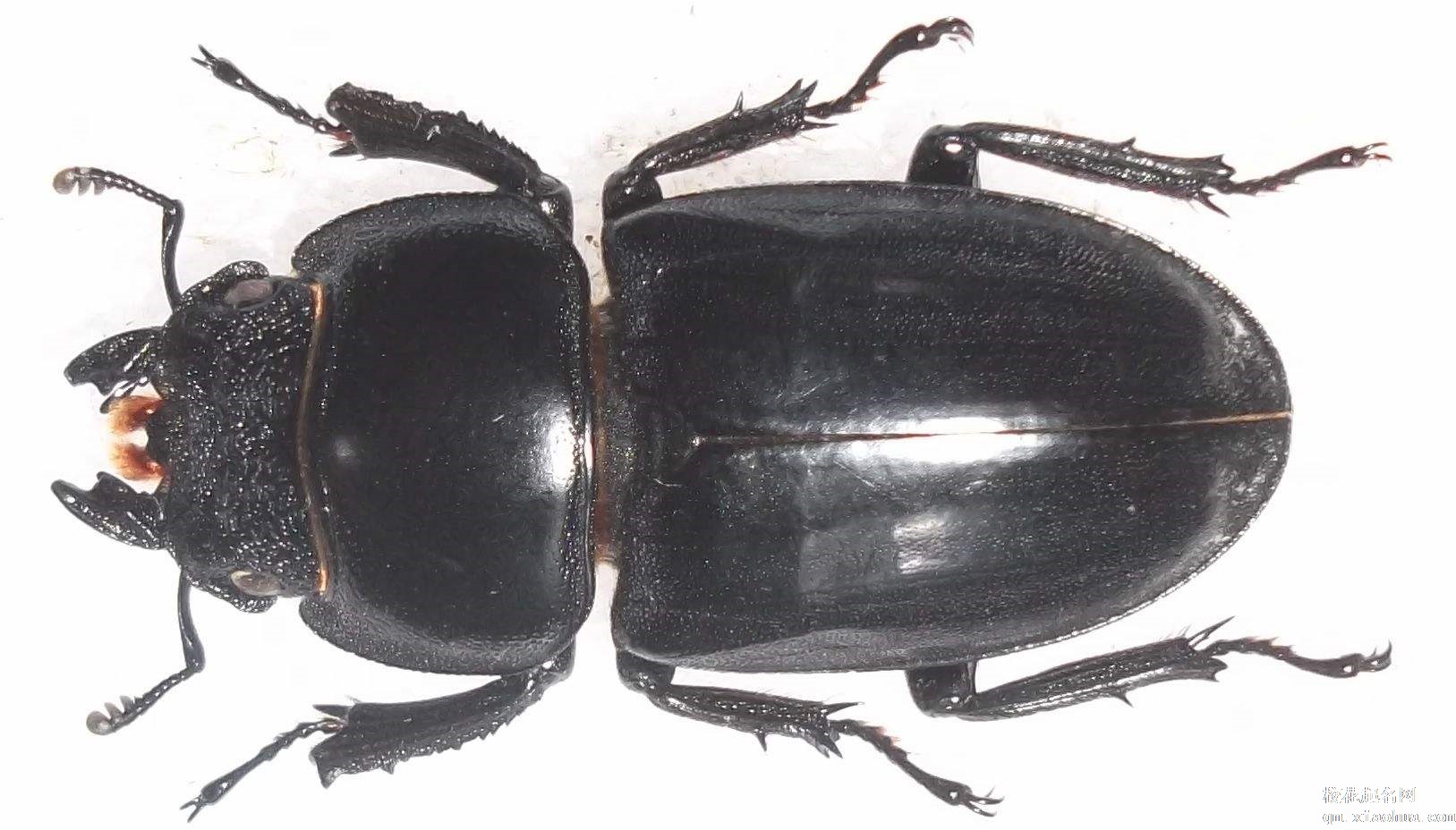 梦见甲虫周公解梦，梦见甲虫是什么意思？