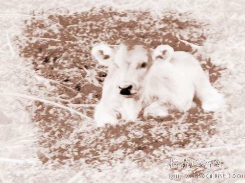 梦见屠宰小牛　周公解梦之梦到屠宰小牛