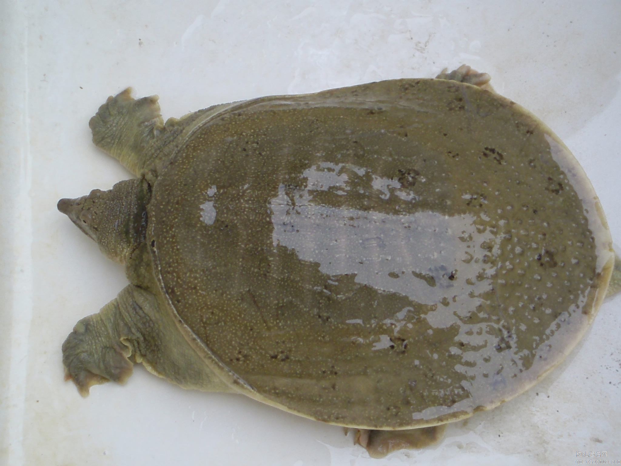 梦见甲鱼周公解梦，梦见甲鱼是什么意思？