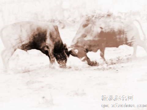 梦见小牛打架　周公解梦之梦到小牛打架