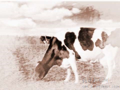 梦见奶牛产奶　周公解梦之梦到奶牛产奶