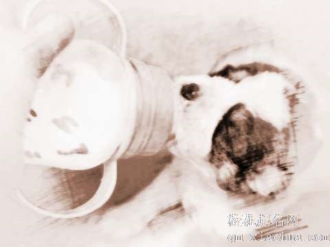 梦见小狗喝奶　周公解梦之梦到小狗喝奶