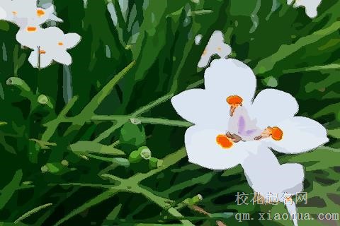 梦见绿色植物开花