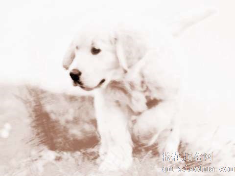 梦见抓住小狗　周公解梦之梦到抓住小狗