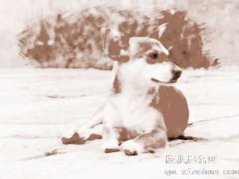 梦见小狗脱皮　周公解梦之梦到小狗脱皮