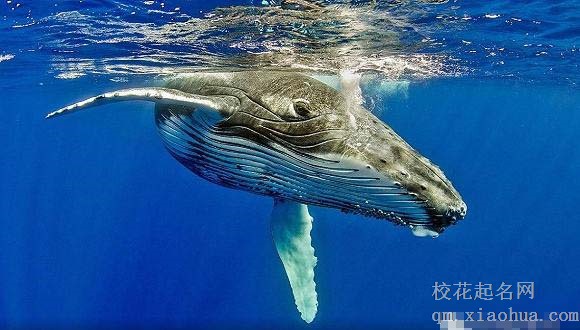 梦见鲸鱼周公解梦，梦见鲸鱼是什么意思？