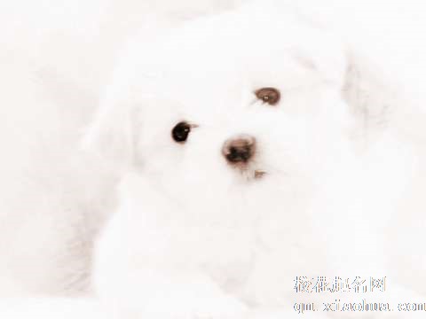 梦见狗会笑　周公解梦之梦到狗会笑