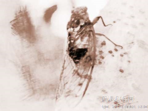 梦见树上的蝉　周公解梦之梦到树上的蝉