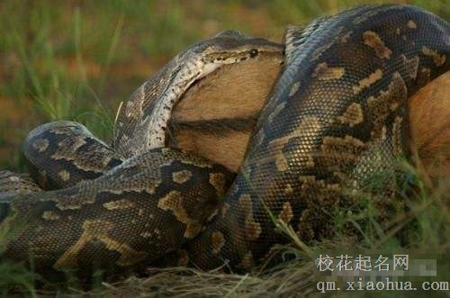 梦见巨蟒周公解梦，梦见巨蟒是什么意思？