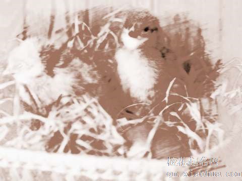 梦见小鸡孵蛋　周公解梦之梦到小鸡孵蛋