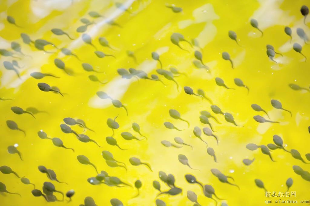 梦见蝌蚪周公解梦，梦见蝌蚪是什么意思？