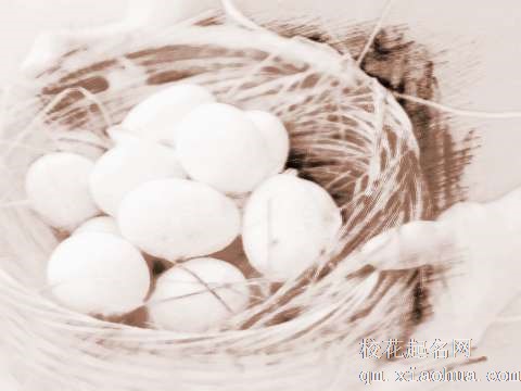 梦见公鸭下蛋　周公解梦之梦到公鸭下蛋