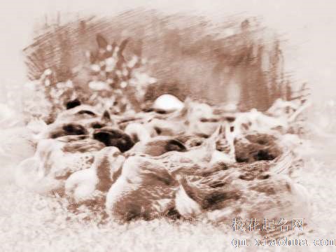 梦见一群母鸭　周公解梦之梦到一群母鸭