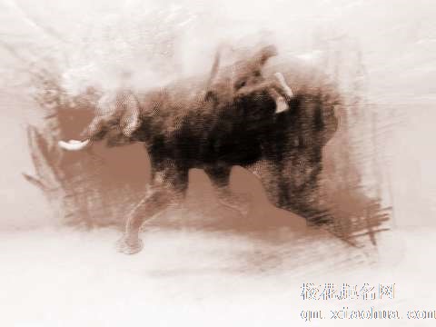 梦见大象游泳　周公解梦之梦到大象游泳
