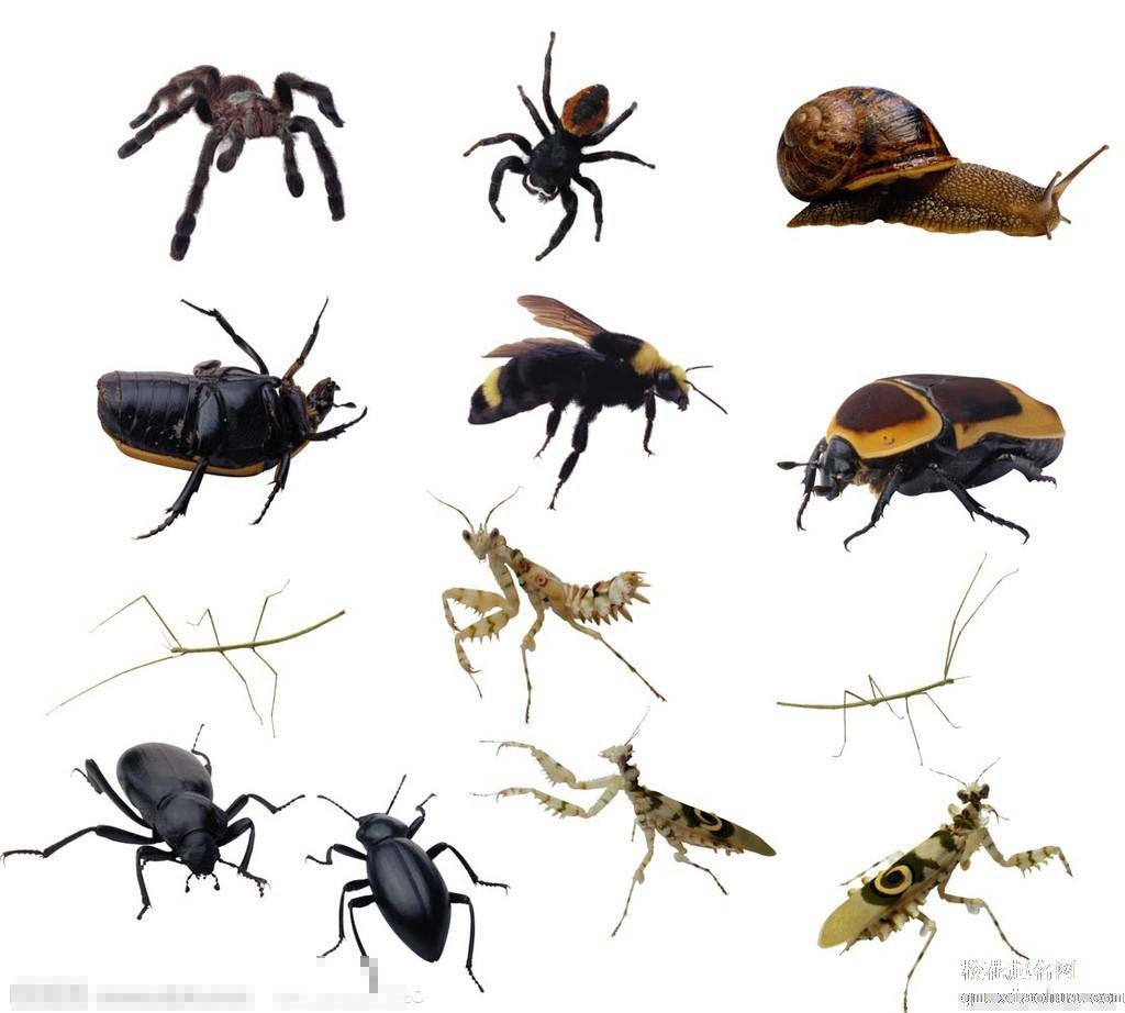 梦见昆虫周公解梦，梦见昆虫是什么意思？