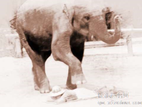 梦见大象踩背　周公解梦之梦到大象踩背