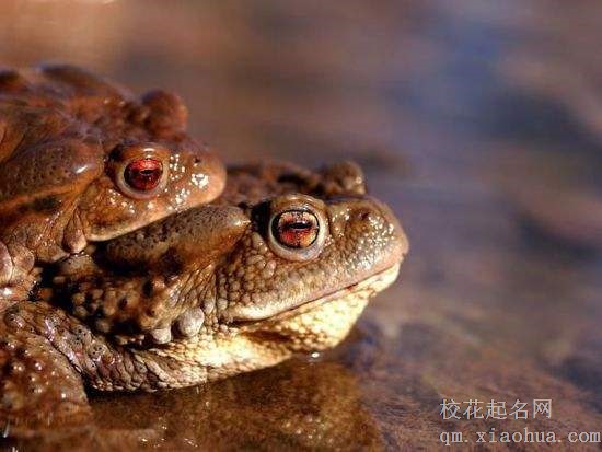 梦见癞蛤蟆周公解梦，梦见癞蛤蟆是什么意思？