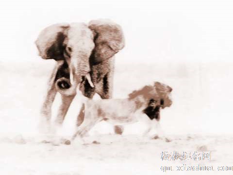 梦见追赶大象　周公解梦之梦到追赶大象