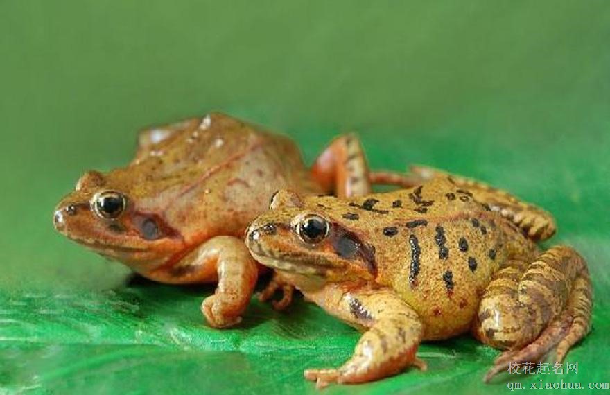 梦见癞蛤蟆 蟾蜍周公解梦，梦见癞蛤蟆 蟾蜍是什么意思？