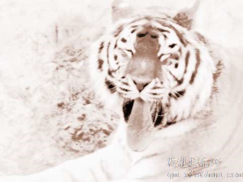 梦见老虎的舌头　周公解梦之梦到老虎的舌头