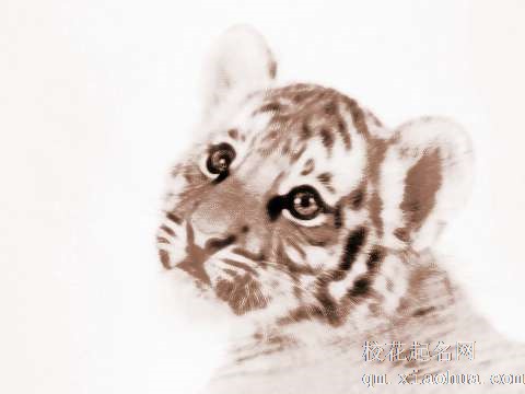 梦见老虎去世　周公解梦之梦到老虎去世