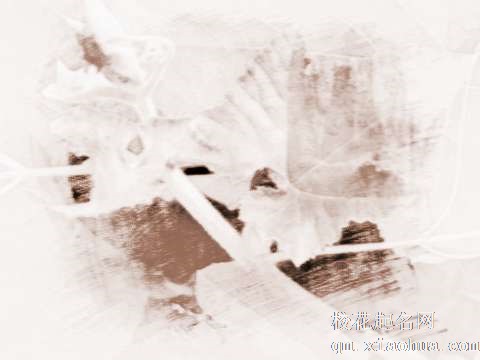 梦见南瓜叶子　周公解梦之梦到南瓜叶子