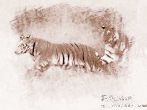 梦见追杀老虎　周公解梦之梦到追杀老虎