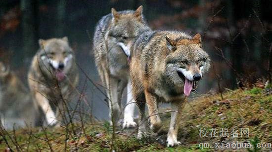 梦见狼群周公解梦，梦见狼群是什么意思？