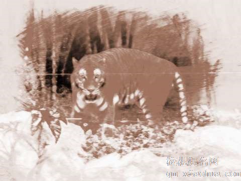 梦见老虎迷路　周公解梦之梦到老虎迷路