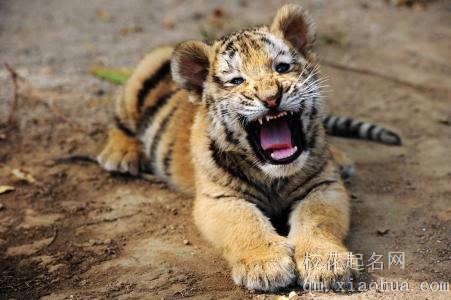 梦见老虎吼叫周公解梦，梦见老虎吼叫是什么意思？