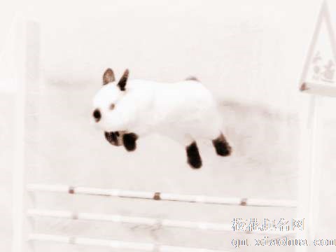 梦见兔子跳高　周公解梦之梦到兔子跳高