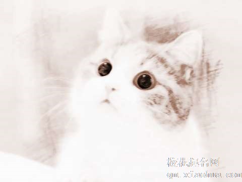 梦见听到猫哭　周公解梦之梦到听到猫哭