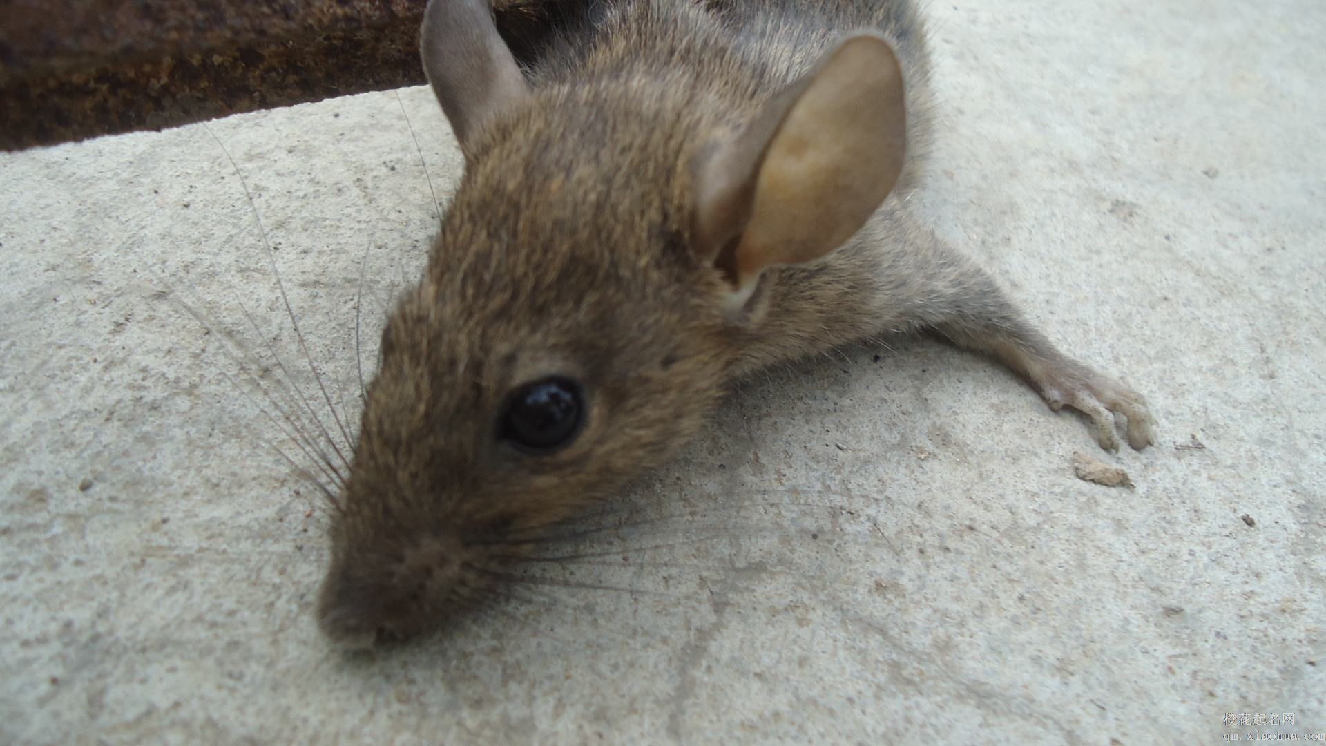 梦见老鼠周公解梦，梦见老鼠是什么意思？