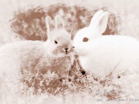 梦见兔子喝水　周公解梦之梦到兔子喝水