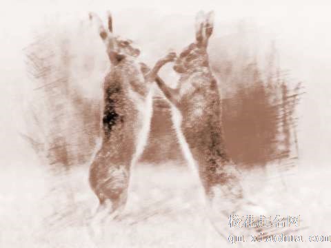 梦见兔子打架　周公解梦之梦到兔子打架